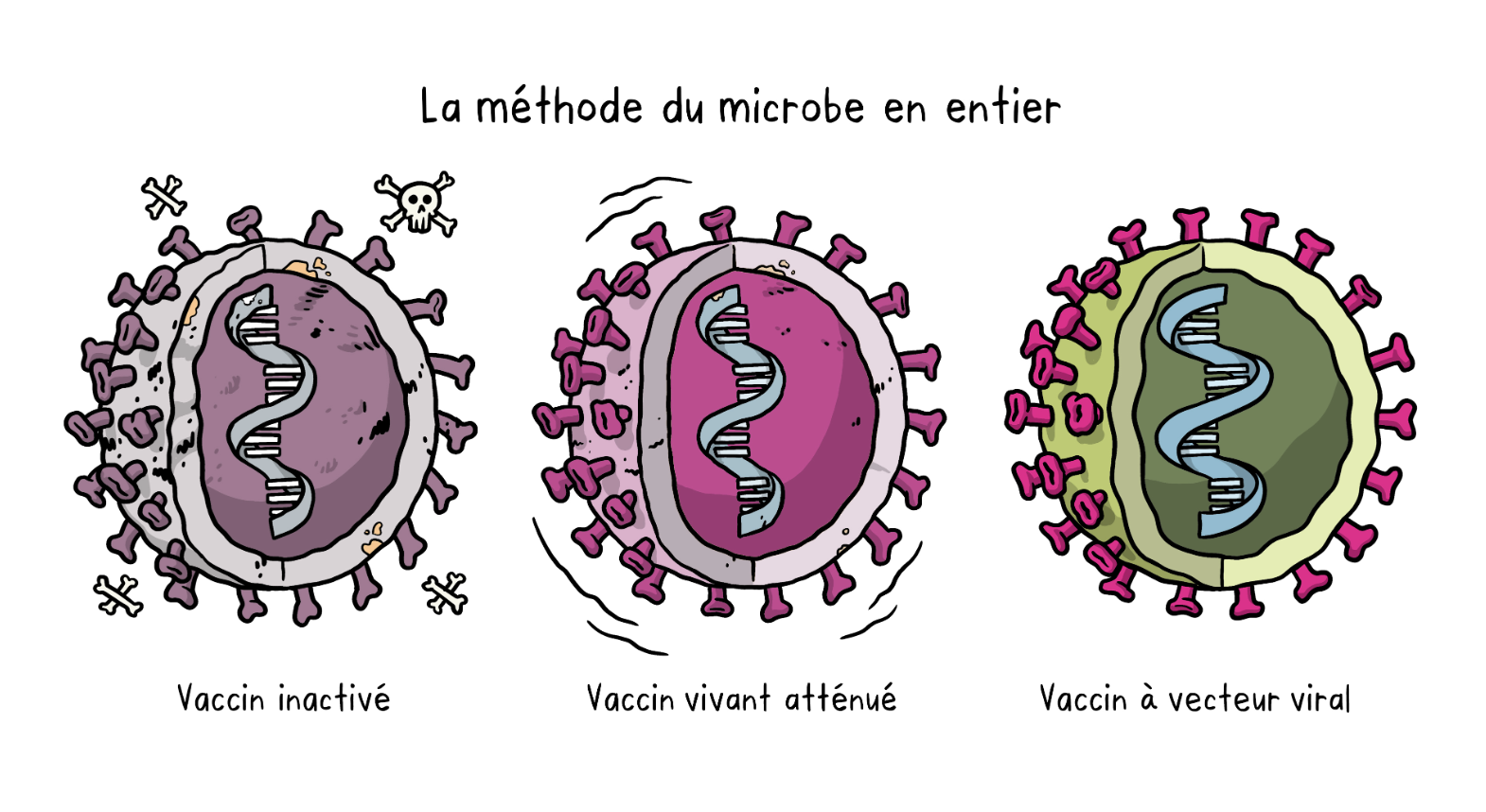 La méthode du microbe en entier