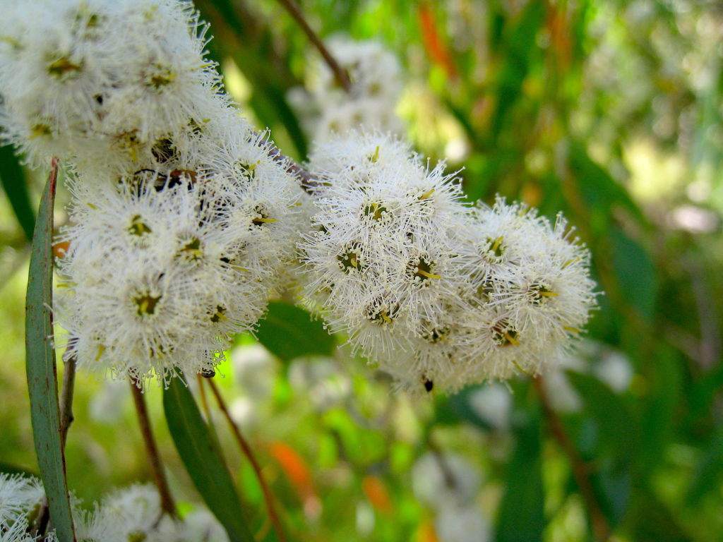 Eucalyptus_radiata_flowers_2_Creative Commons Eucalyptus_radiata_flowers_2_Creative Commons