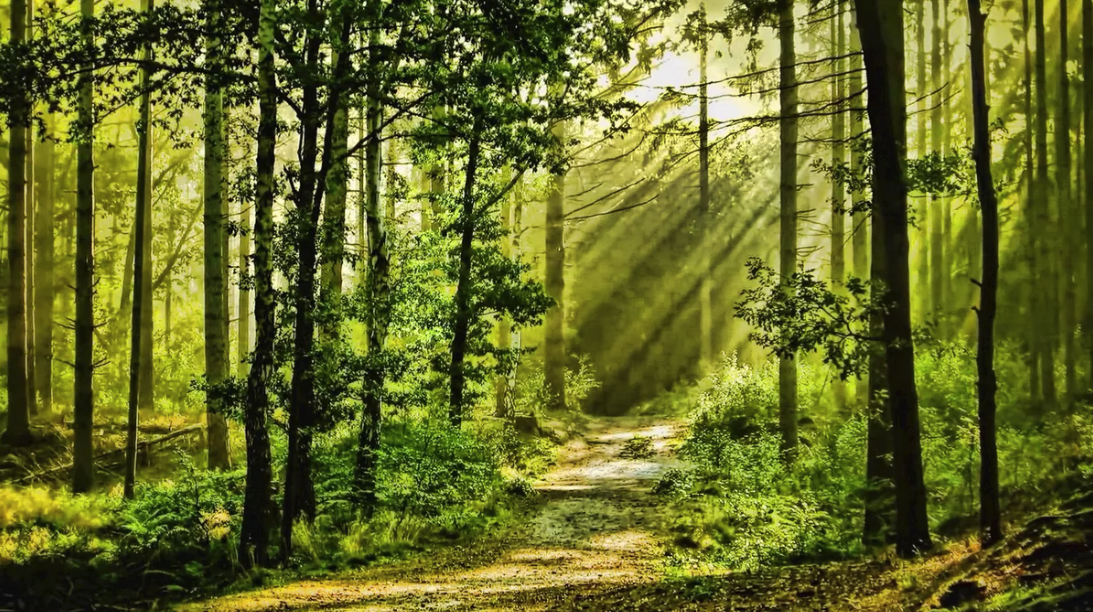 Forest bathing_Free to use Forest bathing_Free to use