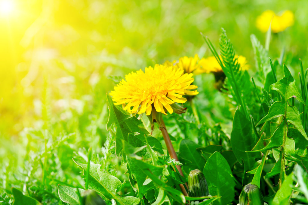 Green field with yellow dandelions and sun. Closeup of yellow spring flowers on the ground. Green field with yellow dandelions and sun. Closeup of yellow spring flowers on the ground.