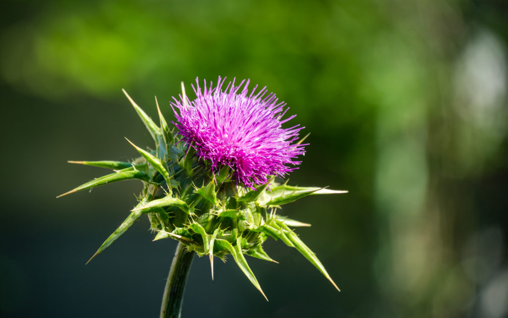 Pink flowering thistle Cardus marianus or Saint Mary's thistle (Silybum marianum)on background of blurred greens. Milk thistle is valuable plant used for medicinal purposes. Selective focus close-up Pink flowering thistle Cardus marianus or Saint Mary's thistle (Silybum marianum)on background of blurred greens. Milk thistle is valuable plant used for medicinal purposes. Selective focus close-up