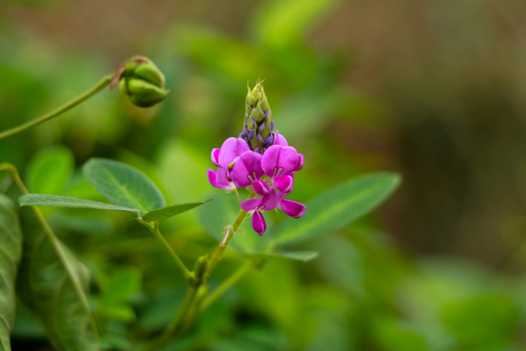 Light pink color flowers of Desmodium or tick clover , Fabaceae family