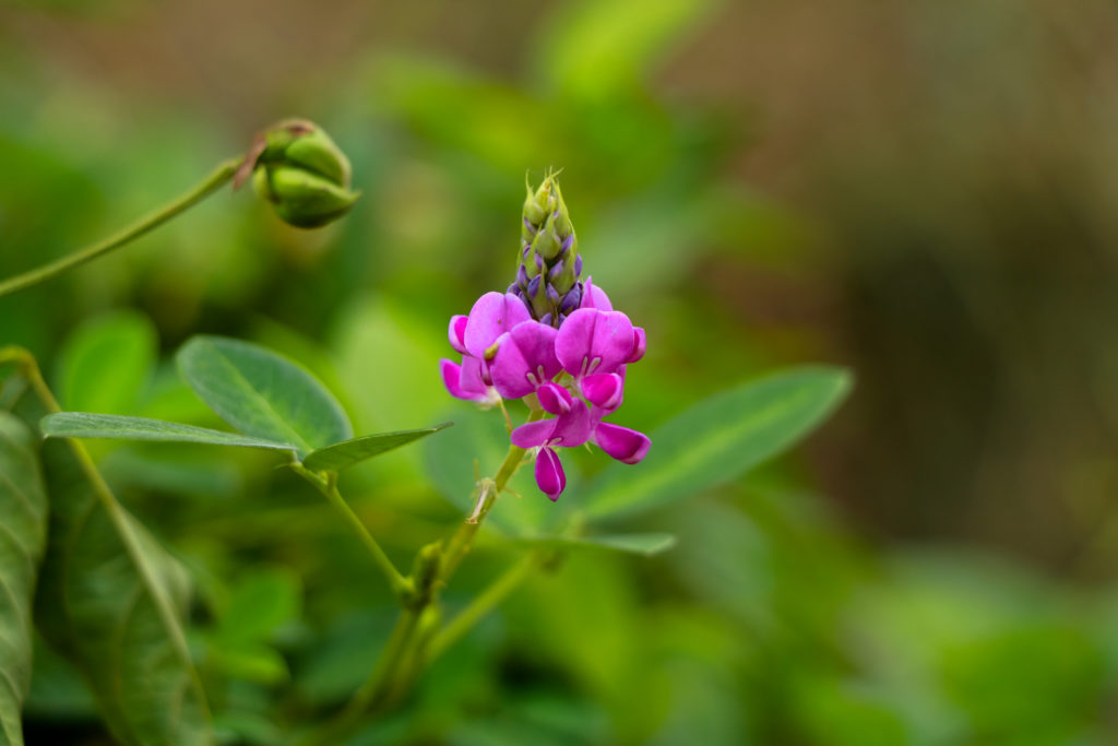 Light pink color flowers of Desmodium or tick clover Light pink color flowers of Desmodium or tick clover , Fabaceae family